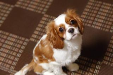 看板娘は犬！？2025年４月オープンのリゾートクルー募集！