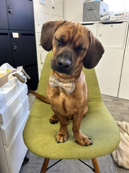 保護犬のコロンちゃん♪