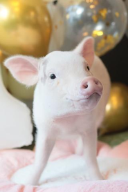 ペットのマイクロブタBUB