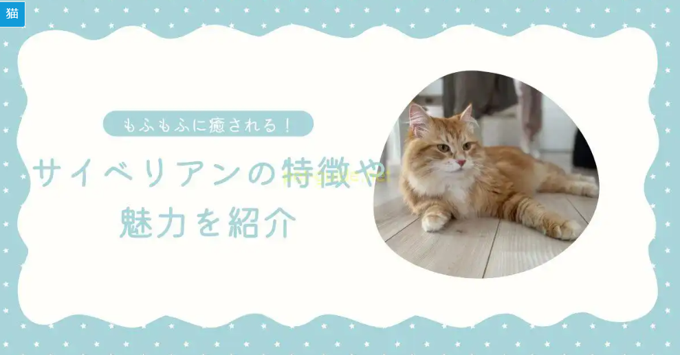 オウンドメディアペットブログにて、愛猫として飼っている「サイベリアン」の魅力を紹介しました。