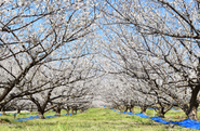 自社の梅園は2月には梅の香りでいっぱいに。