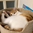 あべ まゆみ