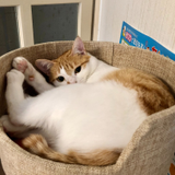 あべ まゆみ