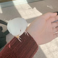 村本 菜々さんのプロフィール