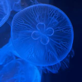 水戸 一臣