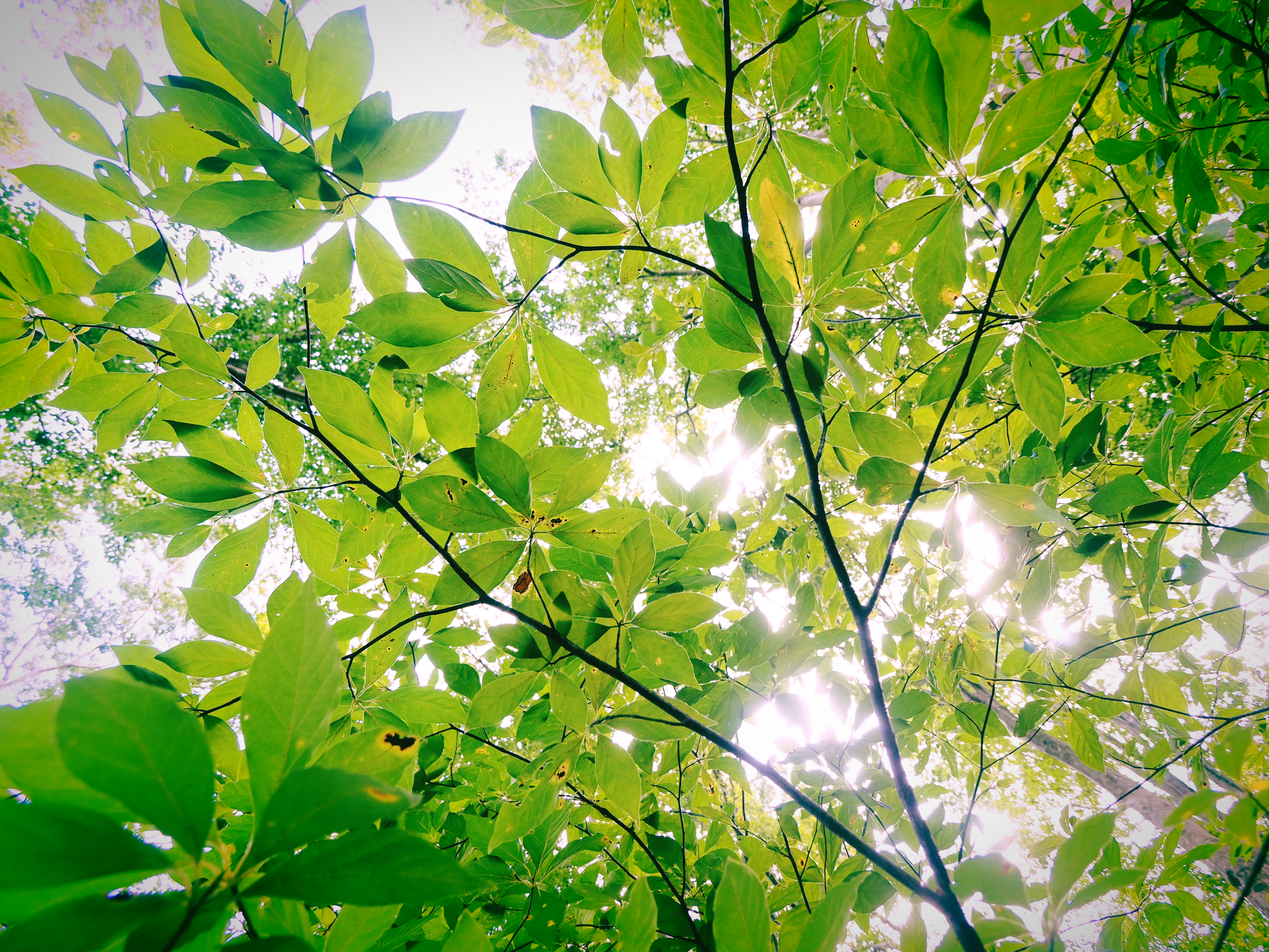 幻のクロモジが香る、極上サウナへの道！