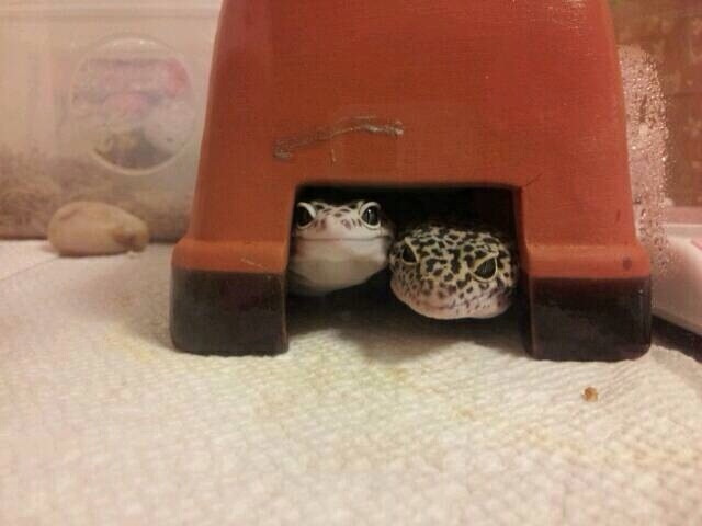 爬虫類はペットに最適！？【朝会こばなし】vol.5