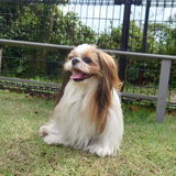 伊東 さくら