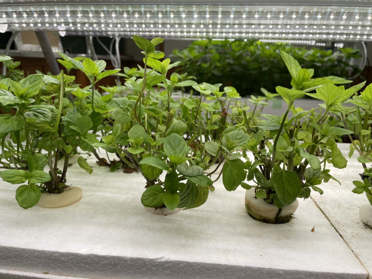 スマートアグリのラボ「未来農業ラボ895」