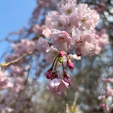 佐復 みなみ