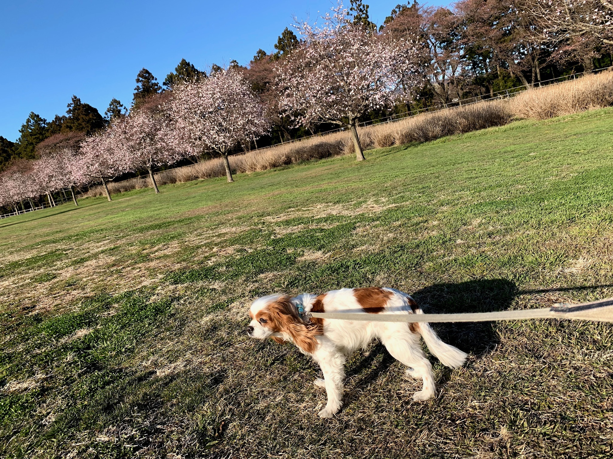 自分のキャリアとキャリコでの役割。ちょっと将来の話（テストエンジニア六本木）