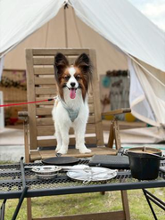 愛犬に特化したグランピング施設運営