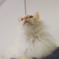 Hanae Hashimotoさんのプロフィール