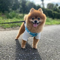 SATOMI UCHIYAMAさんのプロフィール