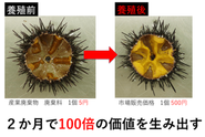 うに再生養殖事業による実績