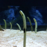 ミライエノ エフ