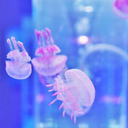 Mitsuaki Funakoshiya