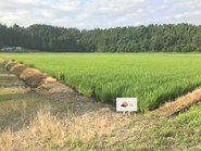 ［休日休暇］完全週休2日(水曜、土曜シフト制＋日曜) GW休暇/夏季休暇/年末年始休暇/年次休暇/慶弔休暇