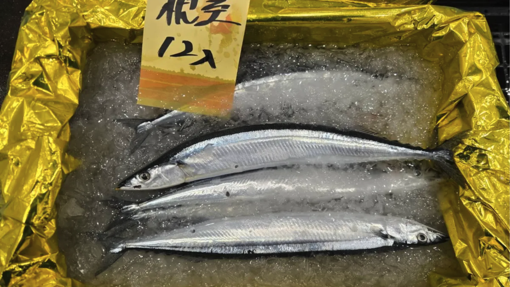 豊洲からサンマ速報💨 今年は体高バッチリで期待大！