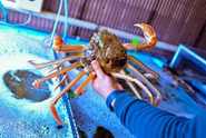 弊社の代表や仲買人が、毎朝新鮮な魚介類を仕入れ、四季折々の食材を、お客様のもとへ
