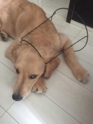 『遊んでたら、絡まりました』たとえば、こんなペットの何気ないシーンを、端末の空き容量など気にすることなく、いつでも直ぐに保存し、また家族や友達で自由に閲覧が出来るよう開発を進めています（閲覧制限を持たせる予定です）