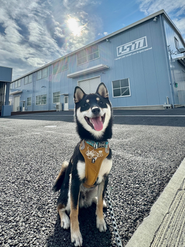 豆しばのタローは毎日出勤しています！！🐕