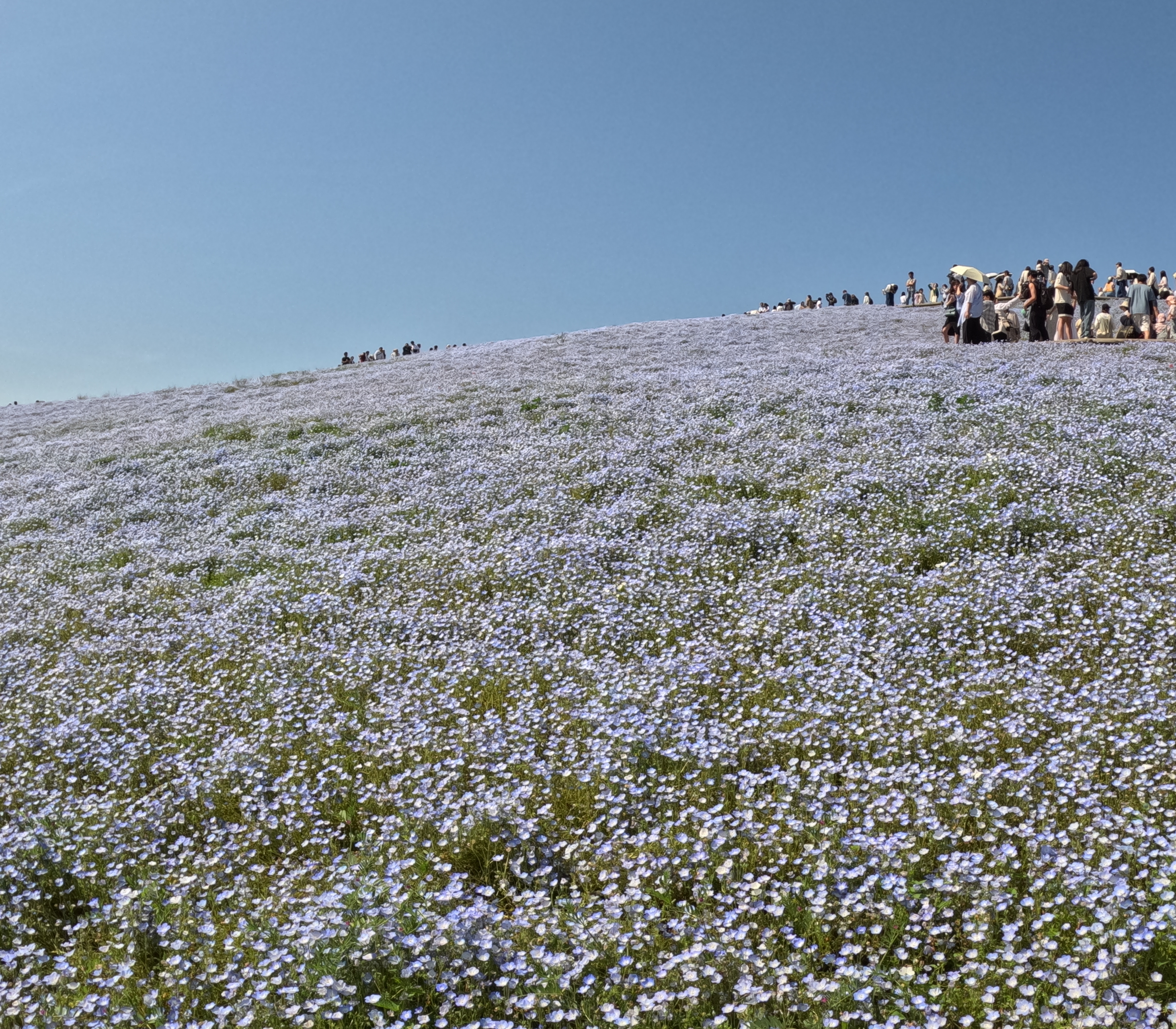 社員の日常 愛犬とのお散歩 国営ひたち海浜公園編