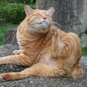 きょうこ ひろかわ