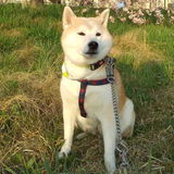 波多野 七星