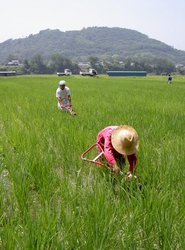 草取りの苦労を技術でどれだけ減らせるのかを研究しています