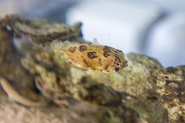 名古屋オフィスはフグをはじめ、生き物がたくさん。