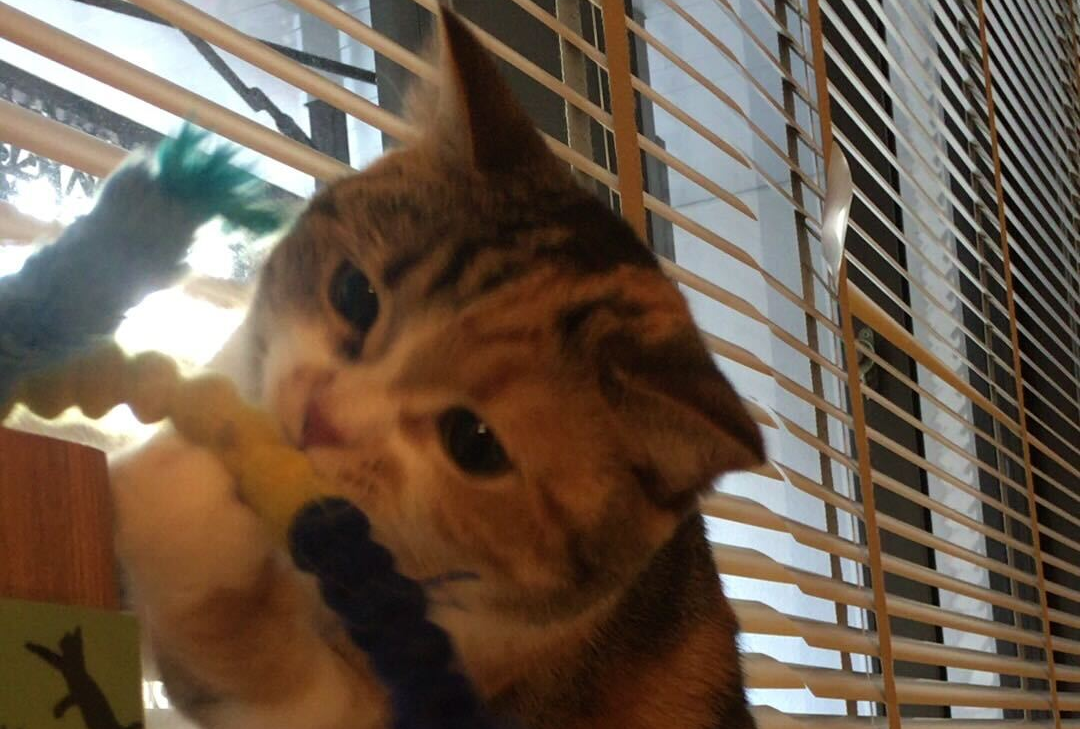 【vol.3】社員インタビュー!! Sapphさん