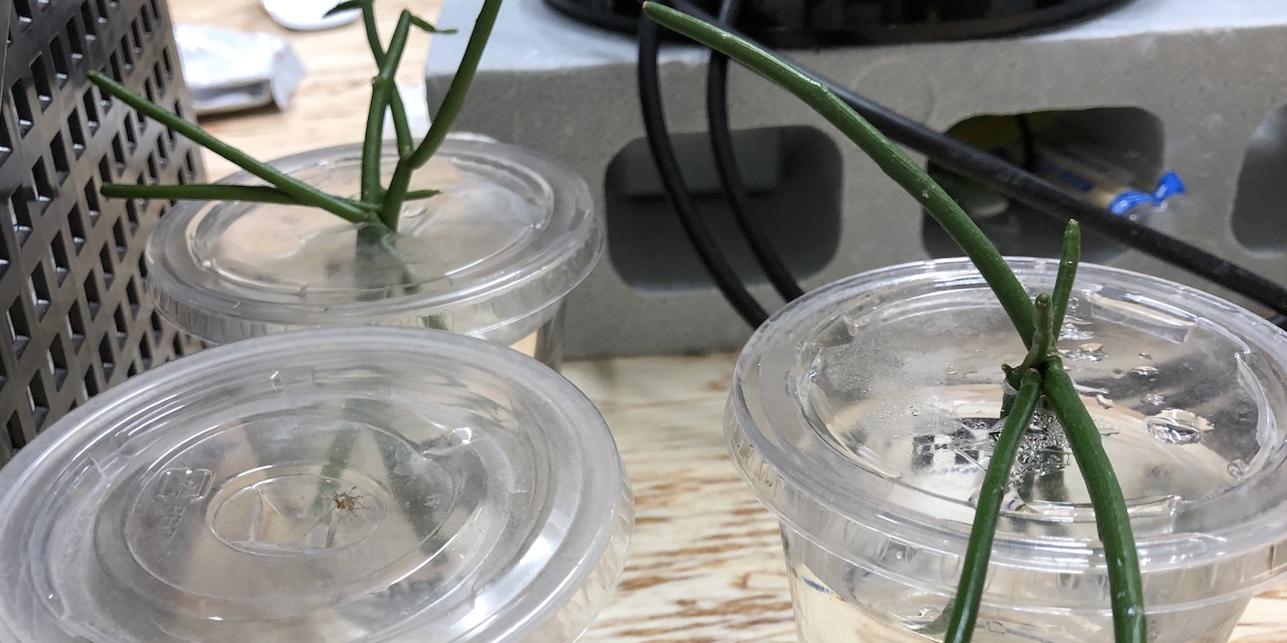 代表が何かを育てているお話