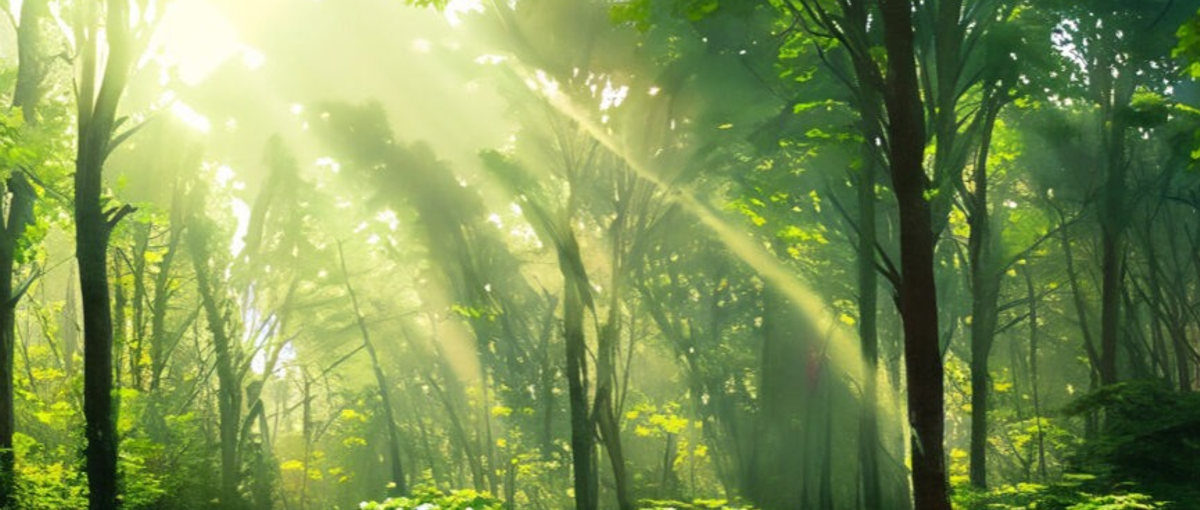 光技術をレンズにのせて世界へ。海外営業職に挑戦したい方を募集！