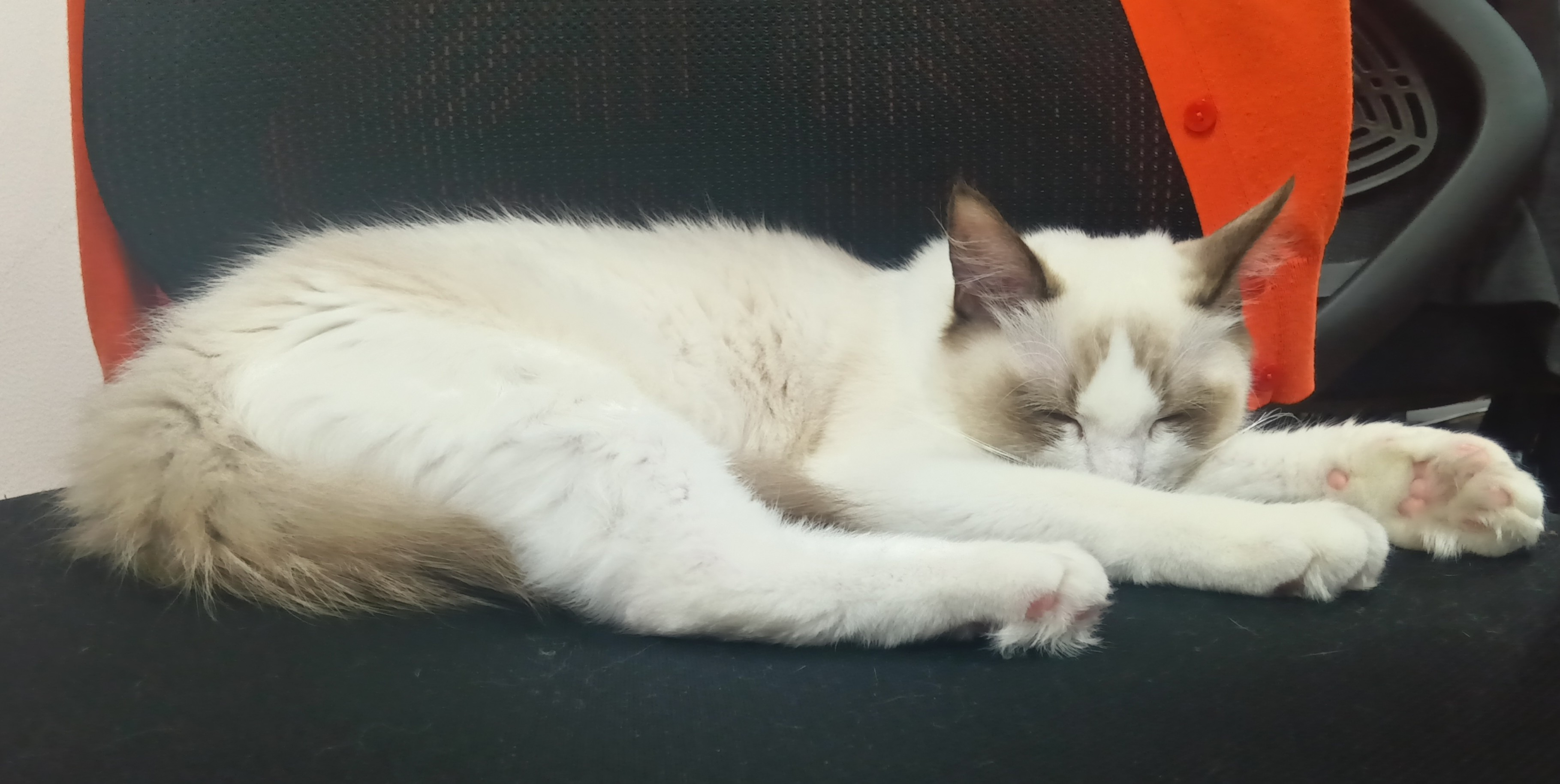 社員紹介#1【広報部長ネコ】志とジャンプは高く！