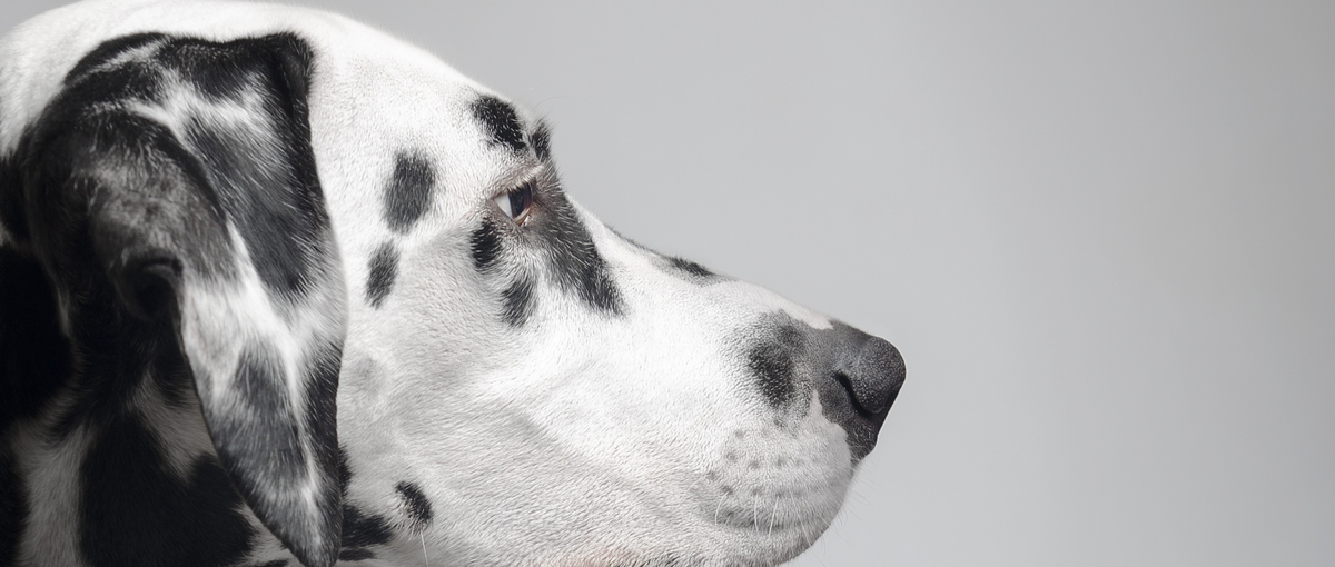 創業9期目：ペットとの暮らしをサポートするサービスを多数リリースしています