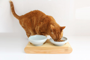 【一生モノ商品】まんま台はネコが食べやすい高さを考慮。食器は特殊構造でご飯が中央に集まり最後のヒトクチまで食べやすい。