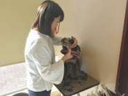 横浜で運営しているドッグサロンにてワンコのトリミングなぅ♬