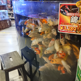 小林 達哉