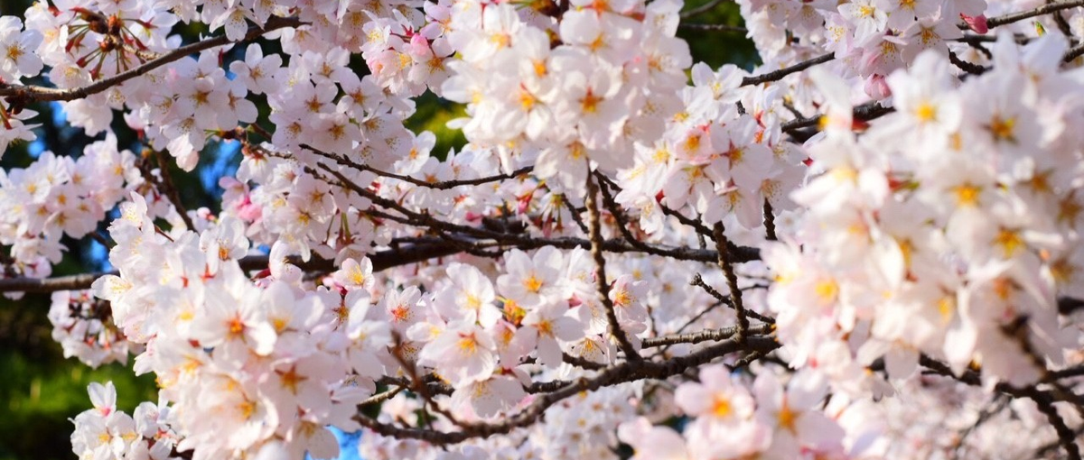 経験なくてOK!受託開発で実績を積みながらエンジニアデビューしませんか？