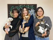 社員犬、社員猫も出勤しています