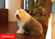 日本オラクル 社員犬キャンディ