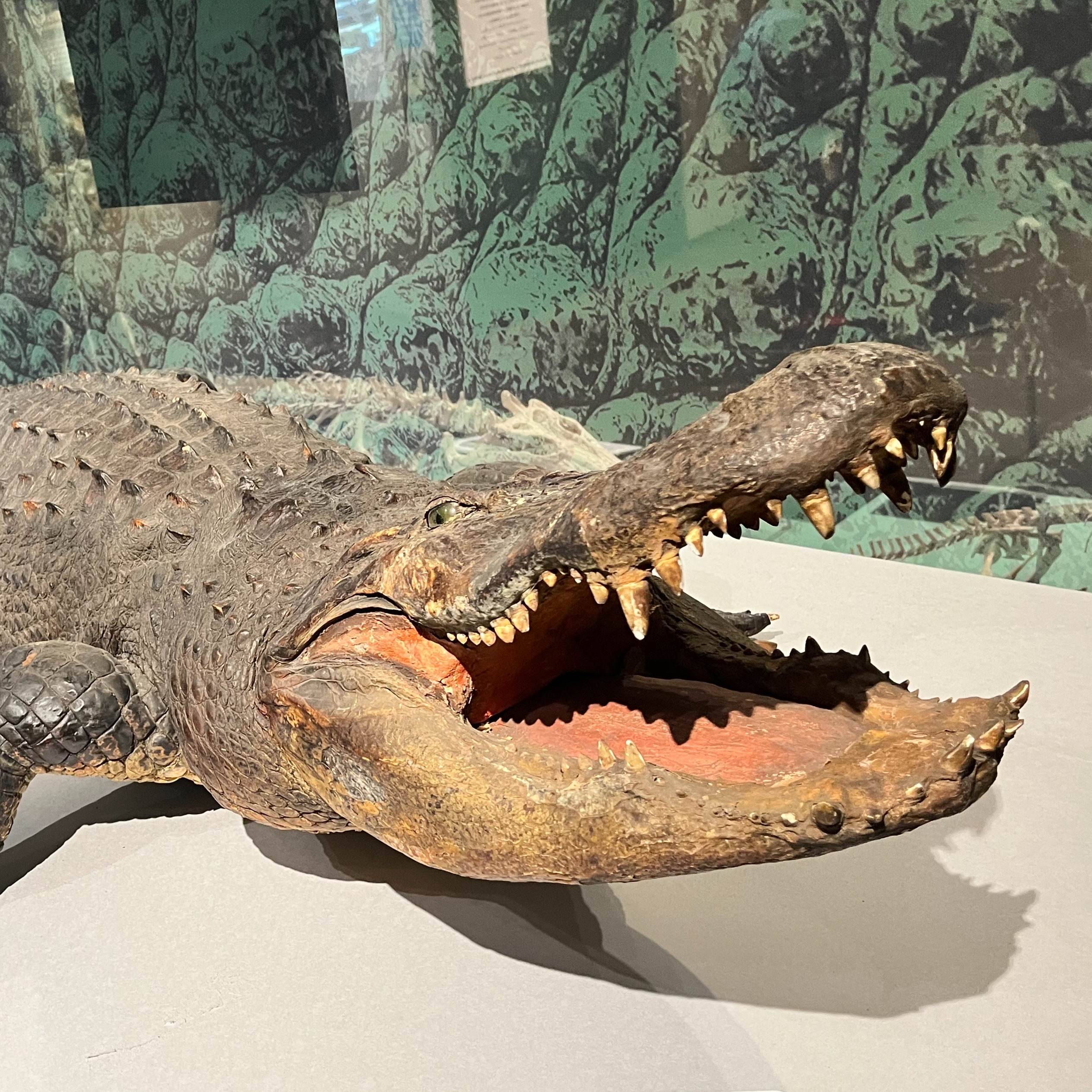 長島 彩加