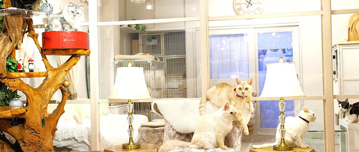 パンフ制作デザイナー募集！高齢者と猫の幸せを形にするデザインをしませんか？