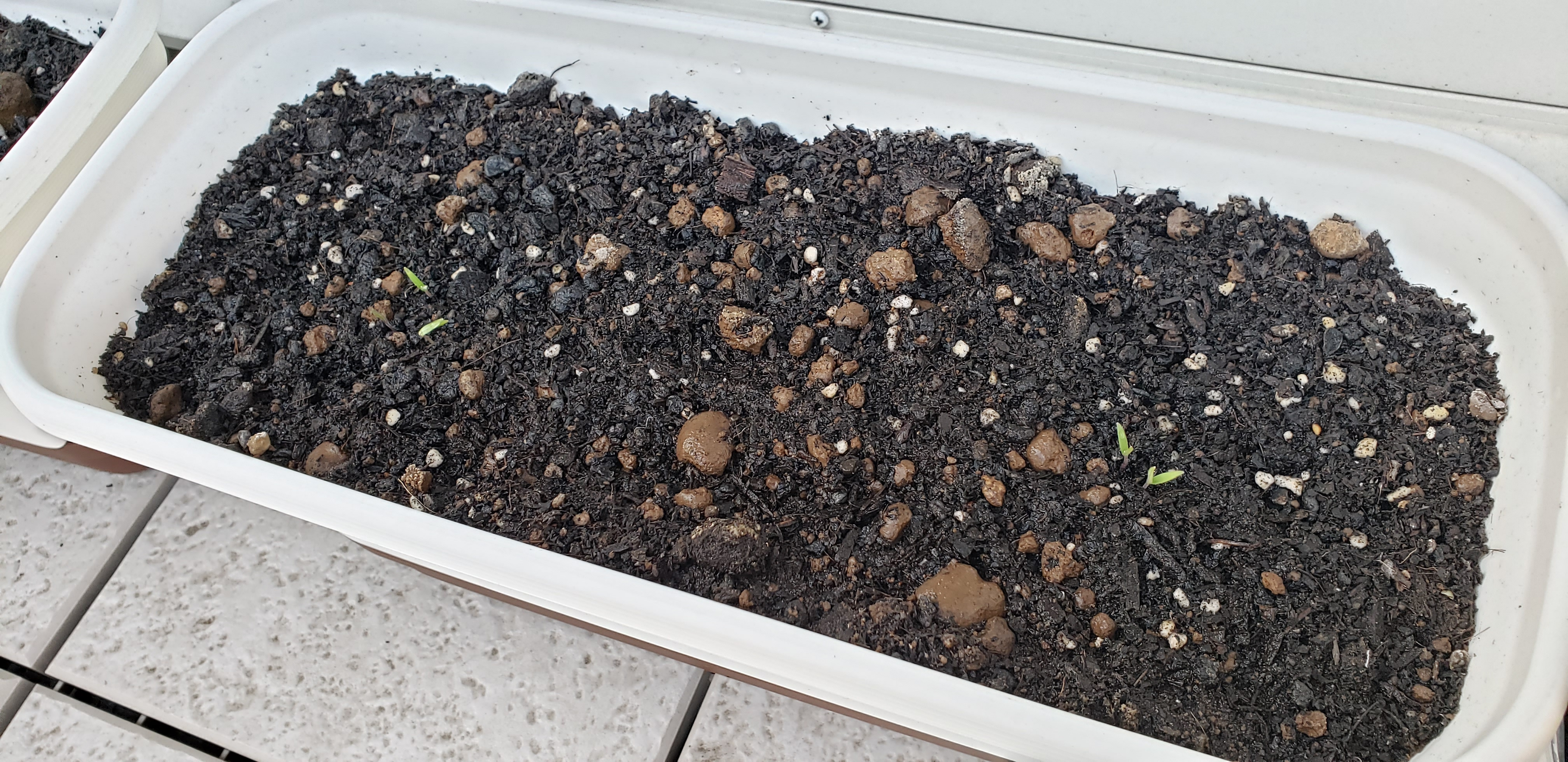 スキルエンジンのコロナへの取り組み