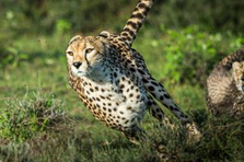 Cheetahのように、スマートに！獰猛に！電力・エネルギーの技術営業！