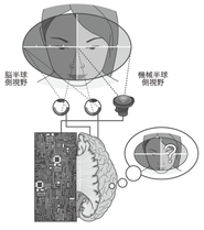 機械と生体脳の接続イメージ　（渡辺正峰　「脳の意識　機械の意識」　中央公論新社[1]より）