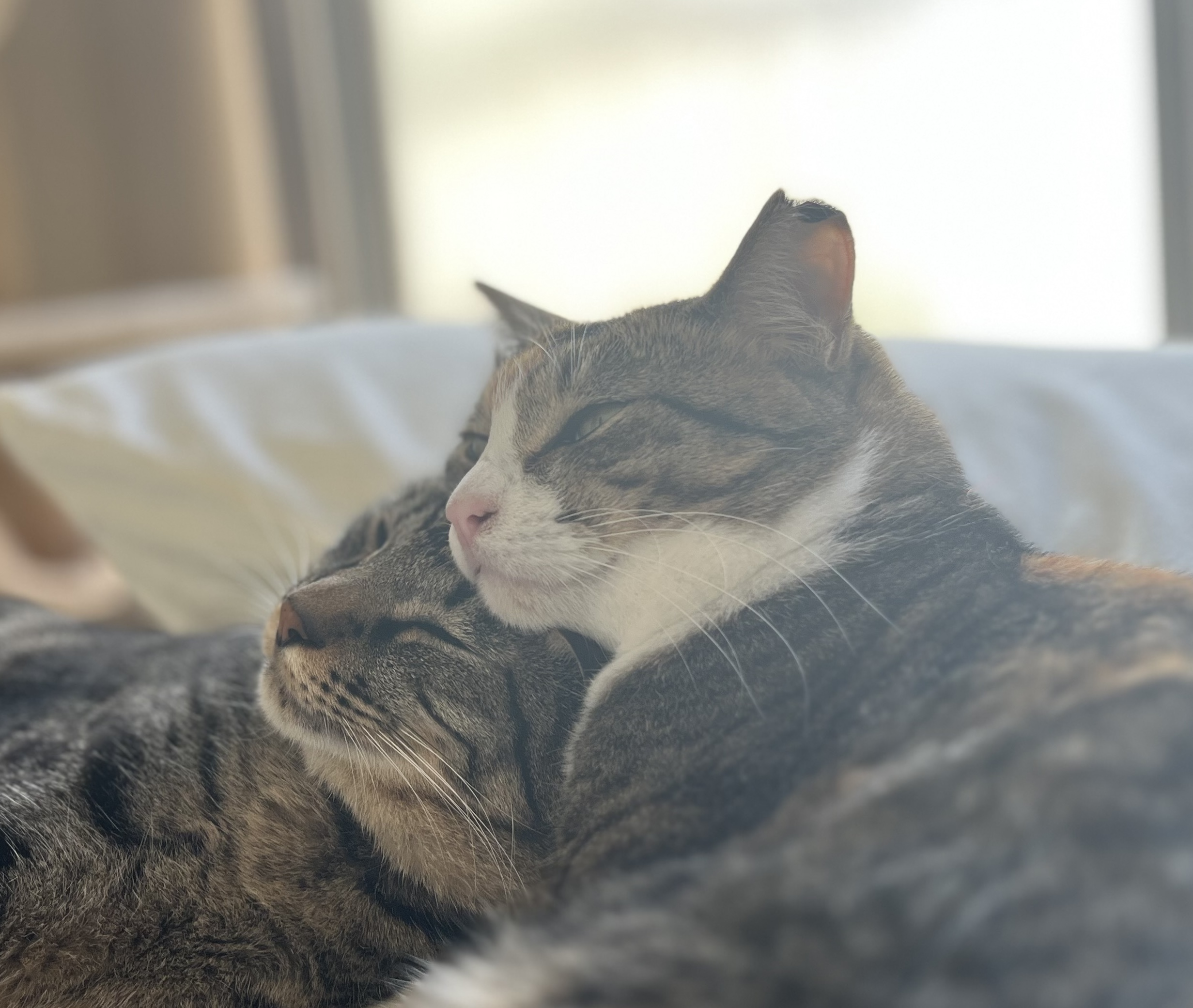 VOGUE風30の質問答えてみた