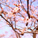 矢野　葉子