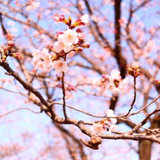 矢野　葉子